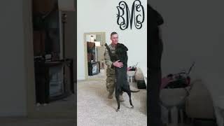 Dog welcomes the owner back home from the military [upl. by Danyluk]