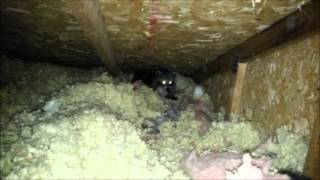 Mother Raccoon Standing Her Ground in Attic [upl. by Haidedej100]