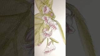 Spreading Dogbane art watercolor sketch drawing [upl. by Hgielrac513]