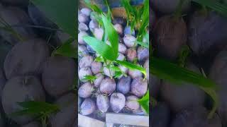 Green Dwarf Malayan coconut [upl. by Resa]