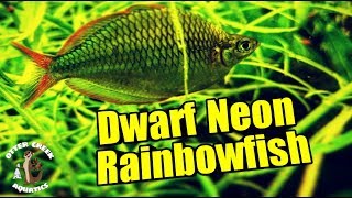 quotDwarf Neon Rainbowfishquot  The BEST Beginner Rainbowfish [upl. by Sybley]