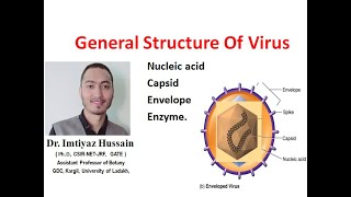 Virus General Structure Nucleic Acid Capsid Envelope [upl. by Menell246]