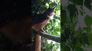 EURASIAN EAGLE OWL HOOTING [upl. by Egiedan]