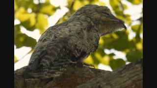 Great Potoo Nyctibius grandis Call [upl. by Saimerej213]