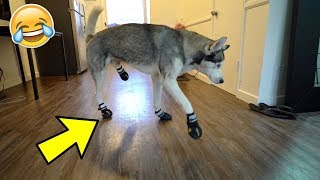 Funny Husky Tries on Dog Shoes for the FIRST time ever [upl. by Alit]