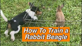 How To Train Beagle Puppies To Hunt Rabbits [upl. by Siramaj161]