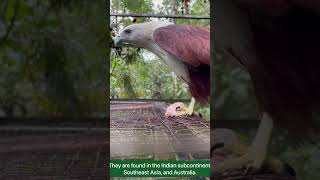 Call of a Brahminy kite eagle  Eagle calling and feedingEagle sound  Burung helang Malaysia 老鹰叫声 [upl. by Philina818]