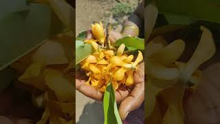 Araku to Lambasingi way sampangi flower [upl. by Yelrahs]