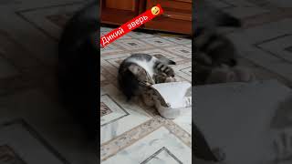 Котенок Прикольное видео [upl. by Parrott111]