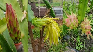 Dragon fruit from buds flowers to harvest with multiple varieties [upl. by Nnaer]