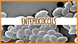 Enterococcus E Faecalis amp E Faecium [upl. by Eicyal]