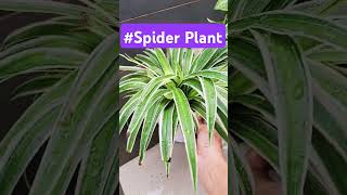 Spider Plant chlorophytum comosum spider ivy best plant for hanging basket [upl. by Ilil525]