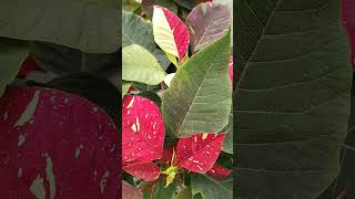 Poinsettia bicolor shorts poinsettias flowers plantasyflores [upl. by Irahk]