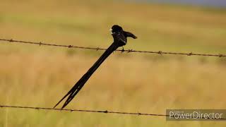 Long tailed Widowbird [upl. by Everick]