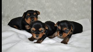 Yorkie Puppies 3 weeks old [upl. by Fast]