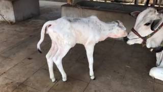 Ongole breed cows 9160491267 [upl. by Eelirol]