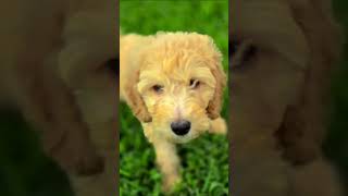 goldendoodle puppy cutepups goldendoodle breeder Houstonpuppies dogshorts puppiesavailable [upl. by Eronaele486]