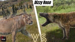 American Lion vs Hyaenodon Gigas 2024 [upl. by Airolg285]