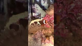 Clownfish in their Anemone Just like NEMO shorts [upl. by Yajnas]