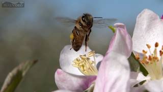 bees in slow motion pollinating apple blossoms [upl. by Suzy]