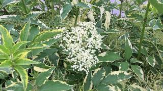 INSTANT KARMA™ Elderberry Sambucus  wwwgardencrossingscom [upl. by Antonius]