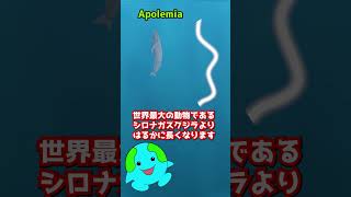 実在する海の巨大生物 Apolemiaアポレミア 声 VOICEVOXずんだもん 音読さん shorts 動物 生物 [upl. by Devlin]