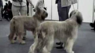 Briard Dog Movie [upl. by Cally]