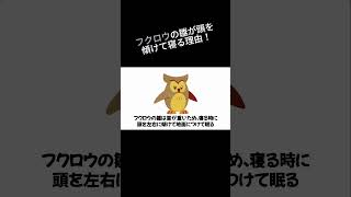 【雑学】フクロウの雛が頭を傾けて寝る理由！ [upl. by Lada]