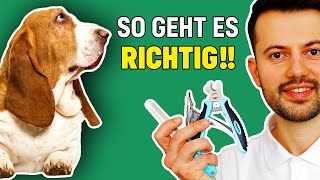 Krallen schneiden beim Hund Tierarzt klärt auf [upl. by Limaj]