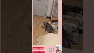 Cat Videos for Cats to Watch🐈‍⬛🐾 jawstherevenge shark cinema cat catshark jaws shorts brody [upl. by Maybelle764]