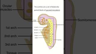 Paraxial Mesoderm quot youtubeshort [upl. by Annadal]