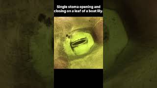 Stomata closing and opening [upl. by Tarazi]