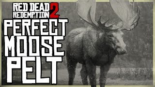 HOW TO GET A PERFECT MOOSE PELT  RED DEAD REDEMPTION 2 PRISTINE MOOSE HUNT [upl. by Isiah820]