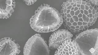 Empty Pollen Grains Could Absorb Drugs and Other Pollutants [upl. by Notak80]