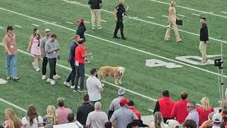 Texas Longhorns vs Georgia Bulldogs Kirk Herbstreit dog Ben on field 101924 [upl. by Lodnar123]