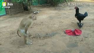 funny monkey trying to get his cloths anjali dailouge [upl. by Alimac757]