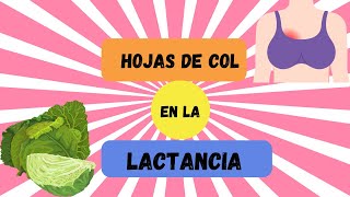 ¿PARA QUE SE UTILIZAN LAS HOJAS DE COL O REPOLLO DURANTE LA LACTANCIA MATERNA [upl. by Nnaaihtnyc]