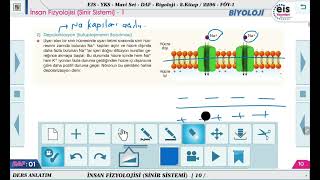 Mavi Set Biyoloji 2  İnsan Fizyolojisi Sinir Sistemi  1 🔬 [upl. by Noelc]