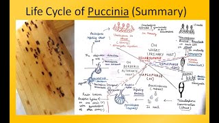 Puccinia Summary  For BSc and MSc  ALL ABOUT BIOLOGY  BY JYOTI VERMA [upl. by Yatnoed]