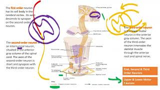 The Descending Tracts of Spinal Cord [upl. by Linnie46]