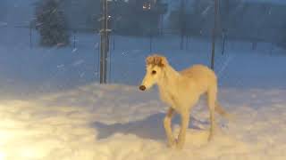 Borzoi Puppies First Blizzard [upl. by Torhert]