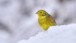 Het geluid van de Geelgors Natuur en vogel geluiden  10 uur [upl. by Jochbed]