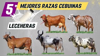 Las 5 mejores razas cebuinas para la producción de leche Razas de vacas lecheras [upl. by Knowle]