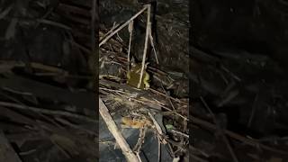 INVASIVE Cuban Tree Frog Mating Call 🌲🐸 frog nature wildlife cute cutefrog invasion frogs [upl. by Ahcatan]