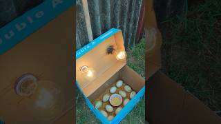 Incubator for duck eggs hatching in paper box shortvideo [upl. by Aiotal790]