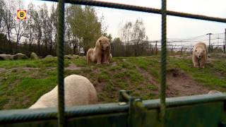 Oudste ijsbeer van Nederland uit Dierenrijk Nuenen overleden [upl. by Vine]