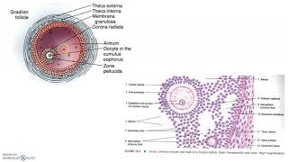 ONLINE PRACTICAL CLASS HISTOLOGY OF THE OVARY [upl. by Oneida]