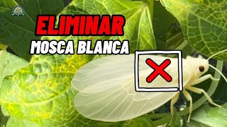 Como eliminar la mosca blanca en 5 minutos 🚫 Todo lo que necesitas saber ✅ [upl. by Enetsirk215]