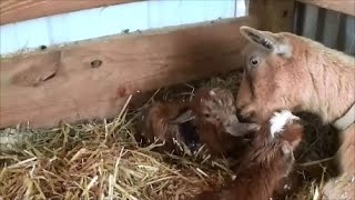 First goat birth of the year and its AMAZING [upl. by Armbrecht]