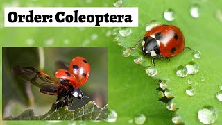 Order Coleoptera [upl. by Ahsiuq]